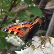 Tinchen Tin's photo