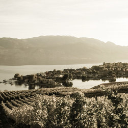 Vineyard Collection - Prints And Posters