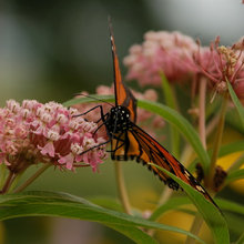 gardening/plants