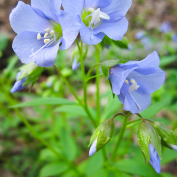Polemonium reptans