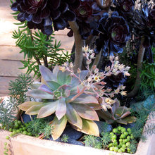 Succulent Containers