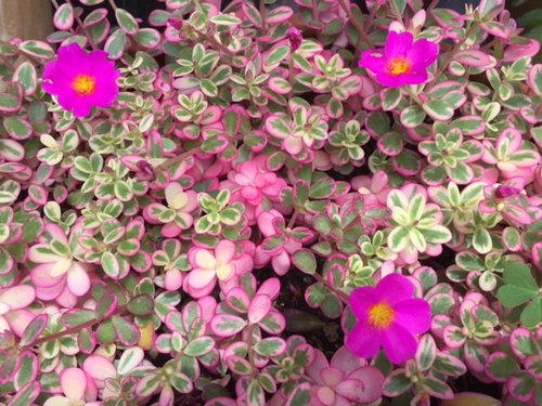 Looking For Portulaca Oleracea Variegata