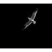 Marian Si Dumitru's photo
