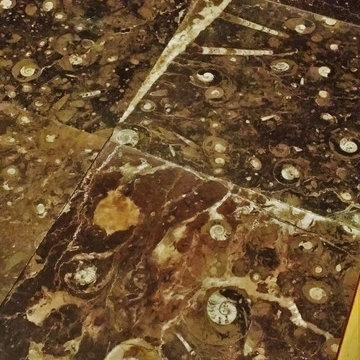 Ancient Seabed Natural Fossil Stone Collection Dark Brown (Chocolat) Tiles