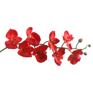 Phael Orchid Stem, Set of 3, Deep Red
