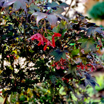 Japanesse front Yard Garden