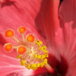 Hibiscuses - Home Decor