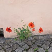 Foto di Katja Sciascia