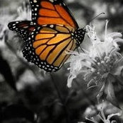 Brie Williams's photo