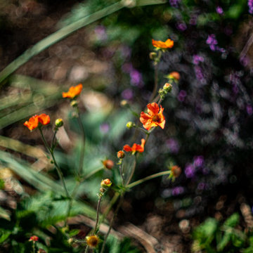 Thornbury: Front Garden Renovation