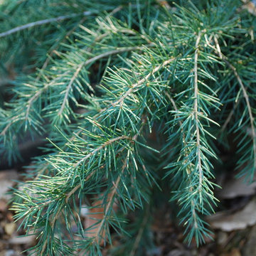 Feelin' Blue Deodar Cedar