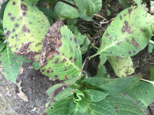 Hydrangea needs help