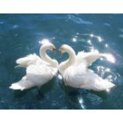 Carol Pavlov's photo