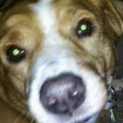 Tracy Steves's photo