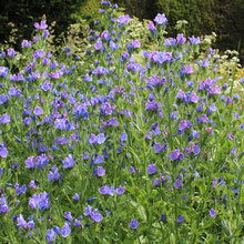 Garden Planting