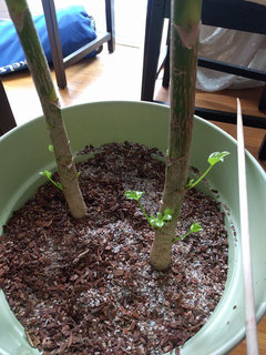 Schefflera Dropping Leaves left and right | Houzz Forum