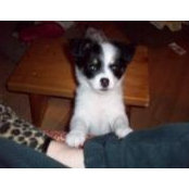 Dawn Paquet's photo