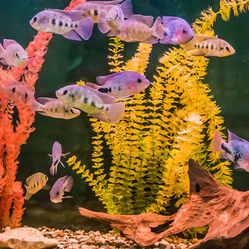 Aquariums