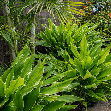 Hawaiian Landscape
