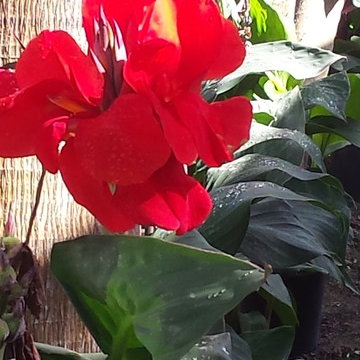 Individual Plant Photos # 1:Customer Aid (Not complete- hundreds will be here)