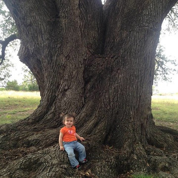 Tree Removal Austin Texas - Certified Arbor Care (512) 671-8733