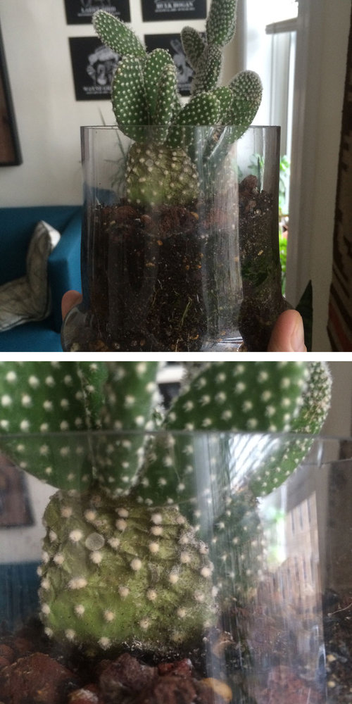 Shriveling Cactus, please help