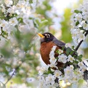 Robin Blanchard's photo
