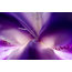 "Iris Center Petals" Nature Photography, Floral Unframed Wall Art Print, 11"x14"