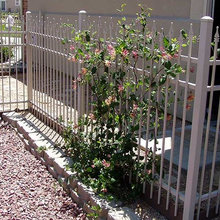 Dog Run