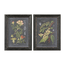 botanicals