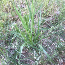 lawn
