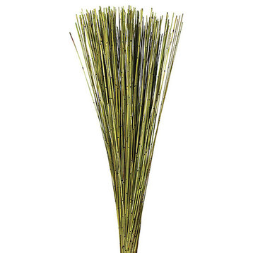 Vickerman H1MAR100 30" Basil Marsh Reed bundle tied With rafia, 10 oz, Dried