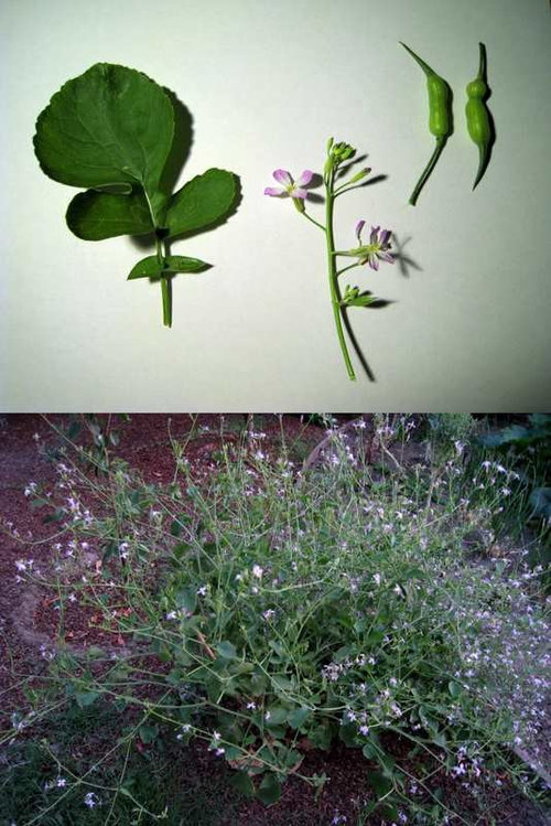 Help identify a plant see picture