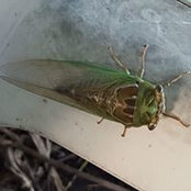 Tammy Eaves's photo