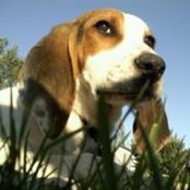 Foto de Alice Pitz