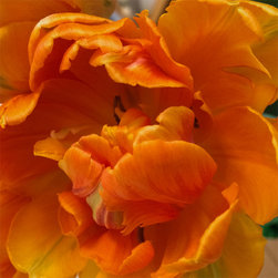 Tulip Study #7 - Fine Art Prints