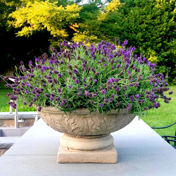 Lush Lavender