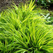 Plants for 2500 S. Warson