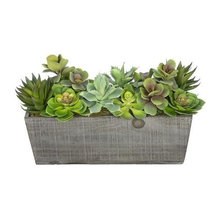 Plants