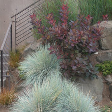 landscaping plants