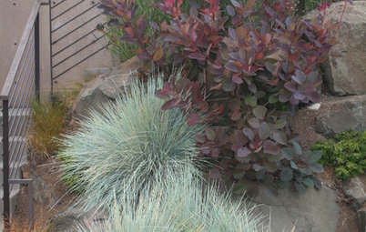 Great Design Plant: Smoke Tree