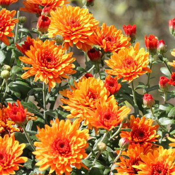 Potting Soil vs Garden Soil vs Raised Bed Soil -Dirty Dirt Soil Company Insights