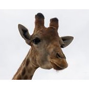 Luis Fagg's photo