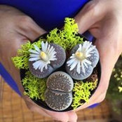 Jasmine Koon's photo