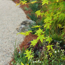 Songbird habitat garden - Area Rugs