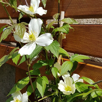 clematite sur la palissade bois
