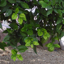 Lemon Tree