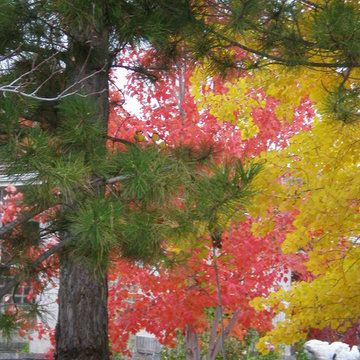 Fall Color