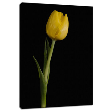 Yellow Tulip Black Background Floral Canvas Wall Art Print, 12" X 16"