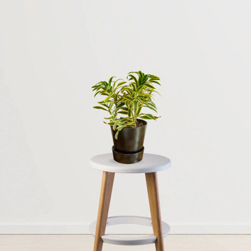 Song of India Plant - GardenGram